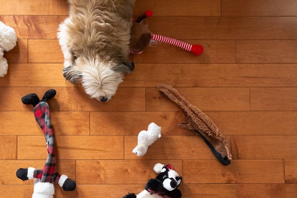 Indoor Activities for Apartment Pets